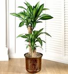 Tall Plants