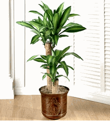 Tall Plants