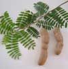 Tamarind (Me D&#7889;t) 