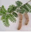 Tamarind (Me Dốt) 
