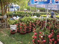 Thanh Long Dragon Tree