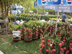 Thanh Long Dragon Tree