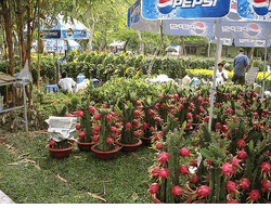Thanh Long Dragon Tree