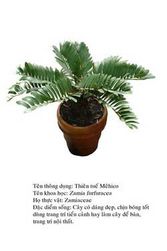 thientemehico Zamia 
