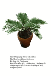 thientemehico Zamia 