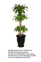 thietmoclan Dracaena