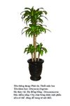 thietmoclan Dracaena