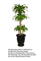 thietmoclan Dracaena
