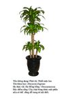 thietmoclan Dracaena