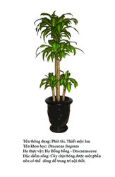 thietmoclan Dracaena