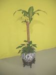 Ti tree 