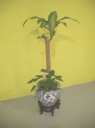 Ti tree 