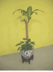 Ti tree 