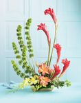 Touch of Tropics