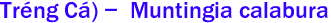 Tr&#7913;ng C) -  Muntingia calabura 