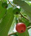 Tr&#7913;ng C) -  Muntingia calabura 