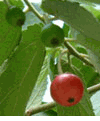 Trứng C�) -  Muntingia calabura 