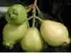 (Tr�i L�, Bồ Đ�o) - Syzygium jambos
