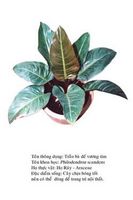 traubadevuongtim- Philodendron