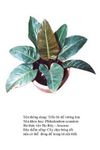 traubadevuongtim- Philodendron