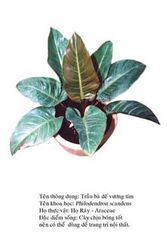traubadevuongtim- Philodendron