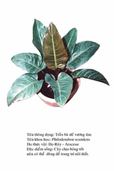 traubadevuongtim- Philodendron