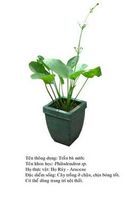 traubanuoc- philodendron