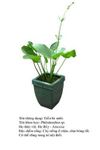 traubanuoc- philodendron
