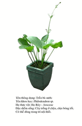 traubanuoc- philodendron
