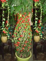 Trellis Bamboo Arrangements