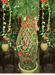 Trellis Bamboo Arrangements