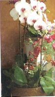 Triple orchid plant