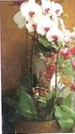 Triple orchid plant