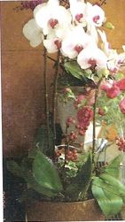 Triple orchid plant