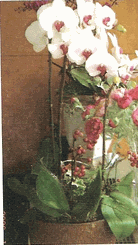Triple orchid plant
