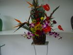 Tropical Arrangement