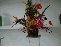 Tropical Arrangement