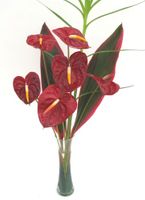 Tropical Flowers 