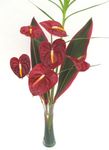 Tropical Flowers 