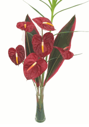 Tropical Flowers 