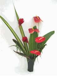 Tropical Flowers /SaigonTropical Flowers 