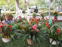Tropical Plants