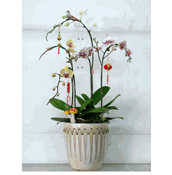 Tropical Plants