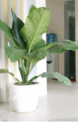 Tropical Plants