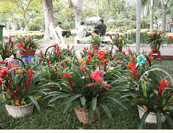 Tropical Plants