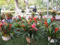 Tropical Plants