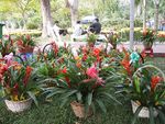 Tropical Plants