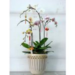 Tropical Plants