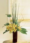 Tropics Arrangement