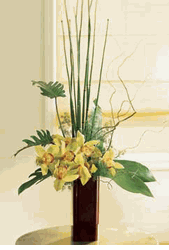 Tropics Arrangement